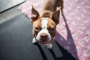 dog health insurance