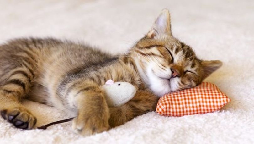 cheapest cat insurance
