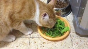 chicken soup for cat food cat healthy food ostrich cat food grainfree cat food how much dry food to feed cat purple bag cat food