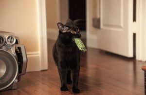 cheapest cat insurance