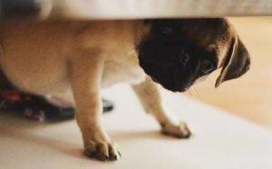 a dog's journey google docs