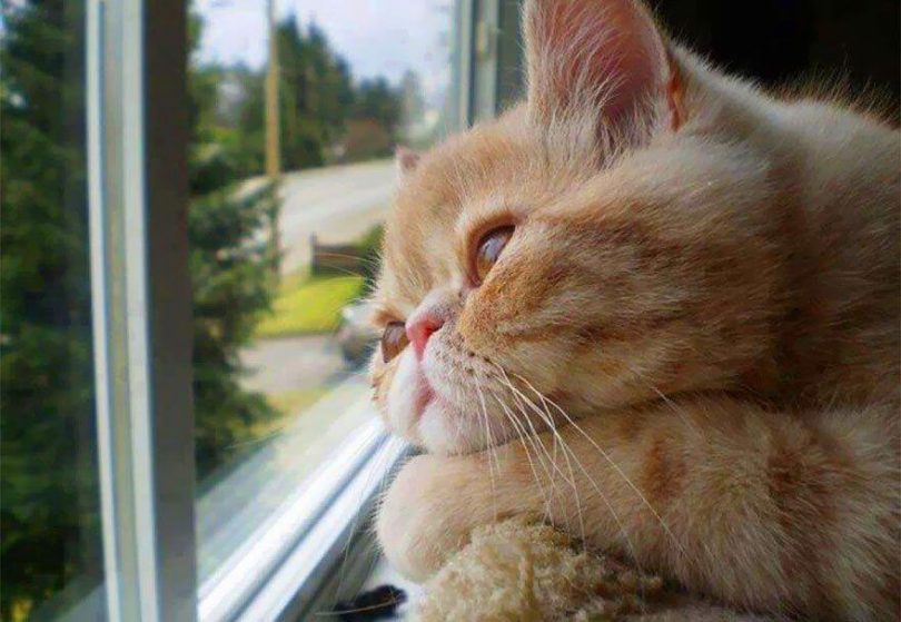 cat care after neutering