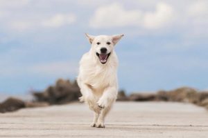 national detector dog training center