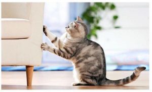 pawsome couture cat bed 