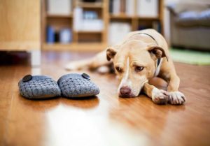 homeowners insurance without dog breed restrictions