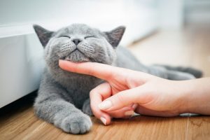 cheapest cat insurance