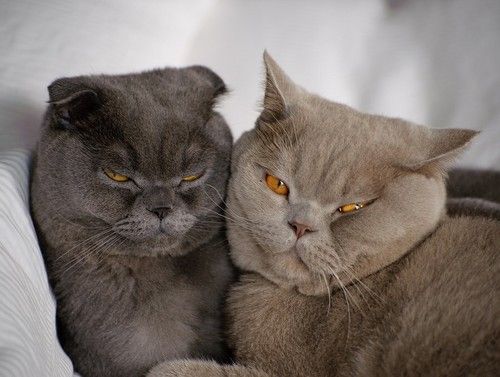 cheapest cat insurance