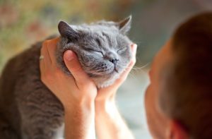 dr marty's nature feast for cats