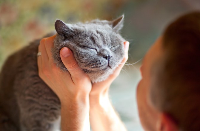 cheapest cat insurance