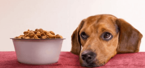 dog care insurance