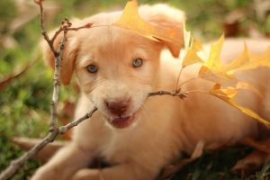 does usaa renters insurance cover dog bites