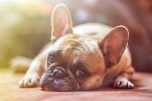 dog health insurance