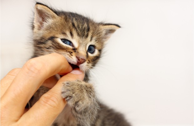 cat s insurance