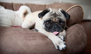 does usaa renters insurance cover dog bites